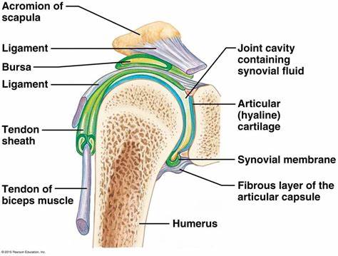 CBD and Joint Health: Exploring the Potential Benefits