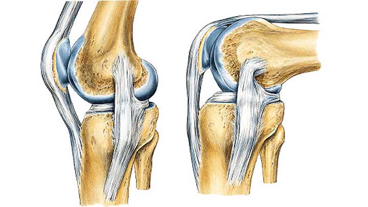 Exploring the Potential Benefits of CBD for Ligament Health and Recovery